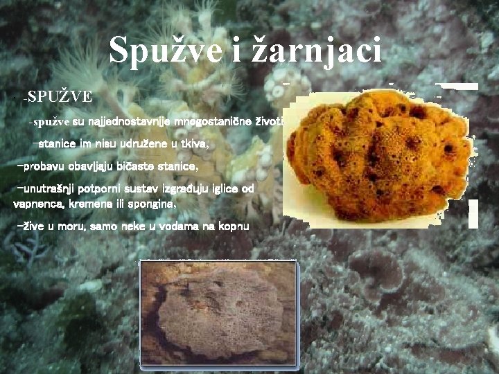 Spužve i žarnjaci · -SPUŽVE -spužve su najjednostavnije mnogostanične životinje, -stanice im nisu udružene