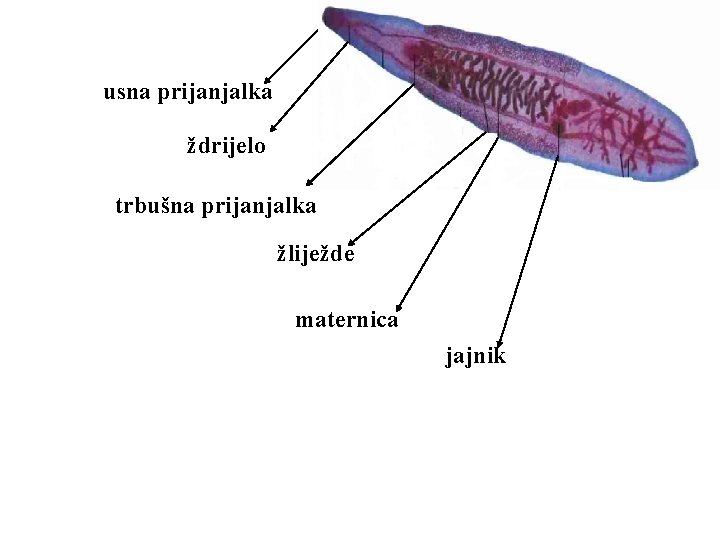 usna prijanjalka ždrijelo trbušna prijanjalka žliježde maternica jajnik 