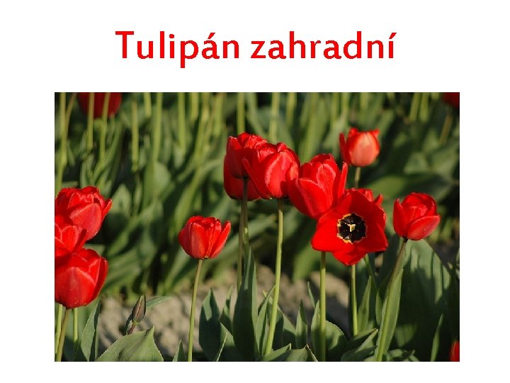 Tulipán zahradní 