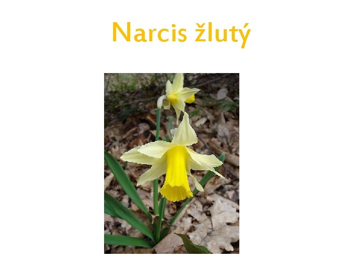 Narcis žlutý 
