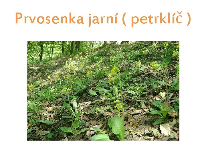 Prvosenka jarní ( petrklíč ) 