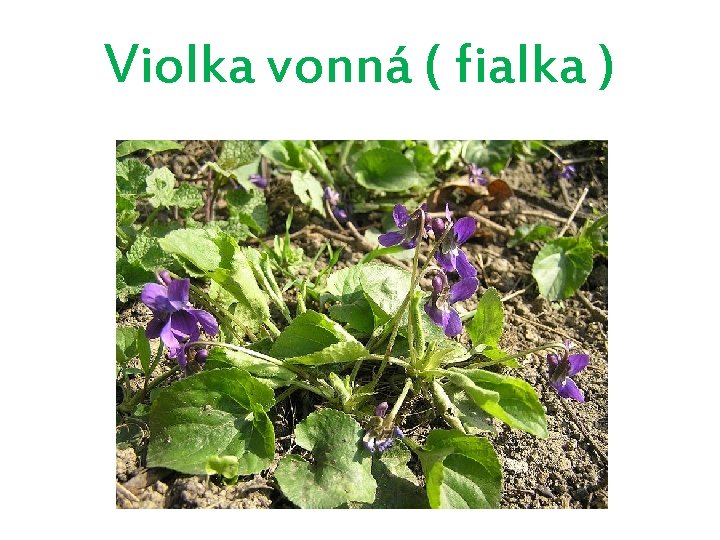 Violka vonná ( fialka ) 