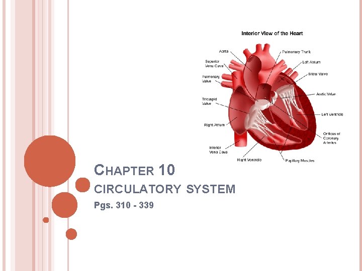 CHAPTER 10 CIRCULATORY SYSTEM Pgs. 310 - 339 