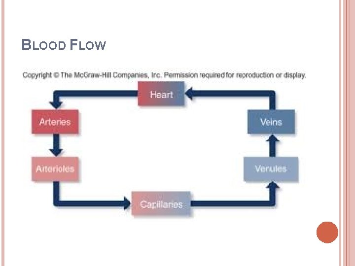 BLOOD FLOW 