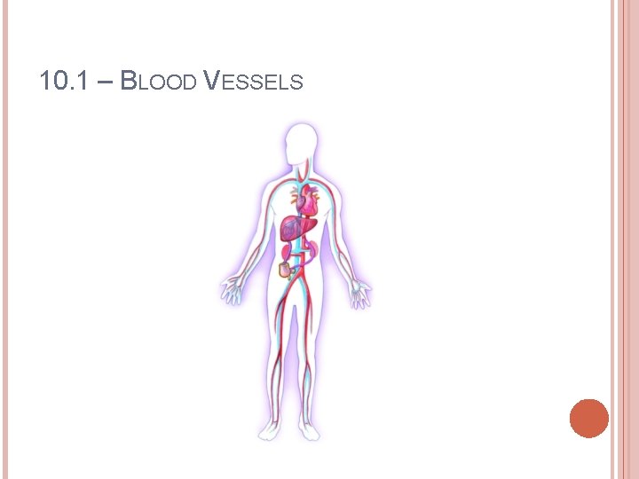 10. 1 – BLOOD VESSELS 
