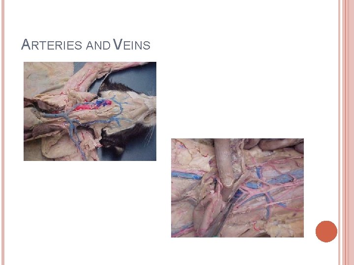 ARTERIES AND VEINS 