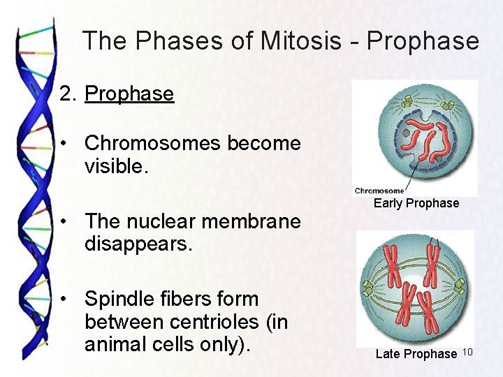 The Phases of Mitosis - Prophase 2. Prophase • Chromosomes become visible. • The