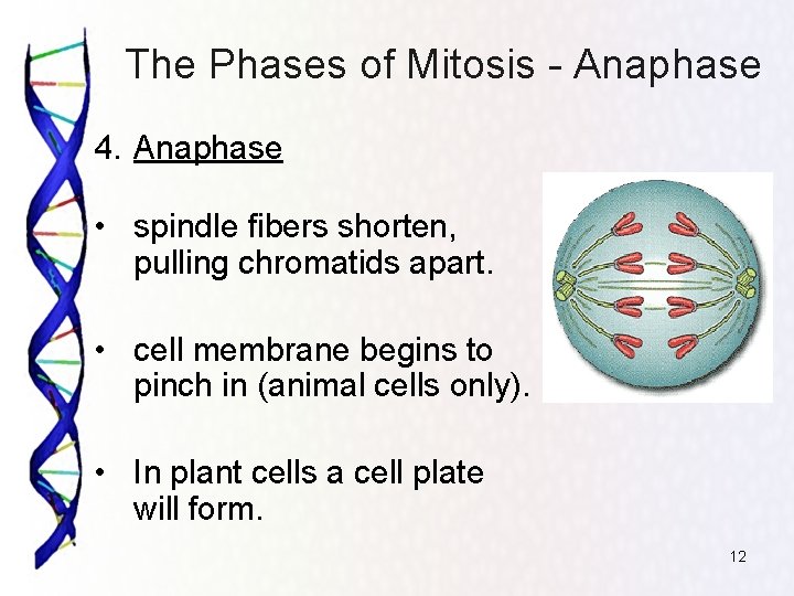 The Phases of Mitosis - Anaphase 4. Anaphase • spindle fibers shorten, pulling chromatids
