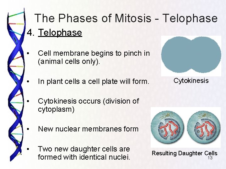 The Phases of Mitosis - Telophase 4. Telophase • Cell membrane begins to pinch