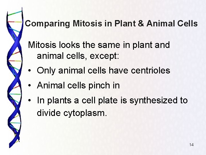 Comparing Mitosis in Plant & Animal Cells Mitosis looks the same in plant and