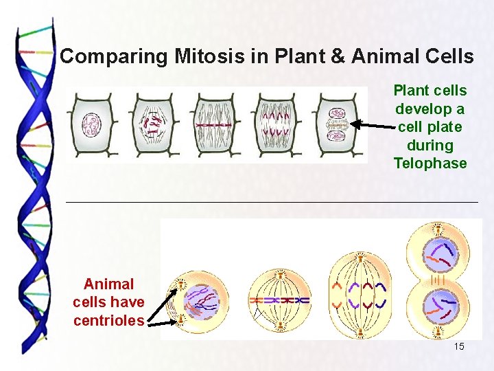 Comparing Mitosis in Plant & Animal Cells Plant cells develop a cell plate during