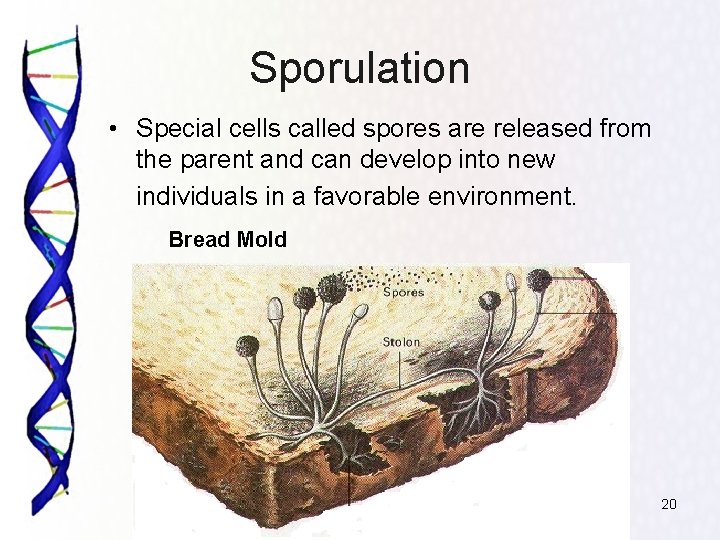 Sporulation • Special cells called spores are released from the parent and can develop