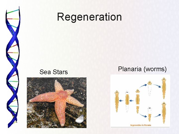 Regeneration Sea Stars Planaria (worms) 21 