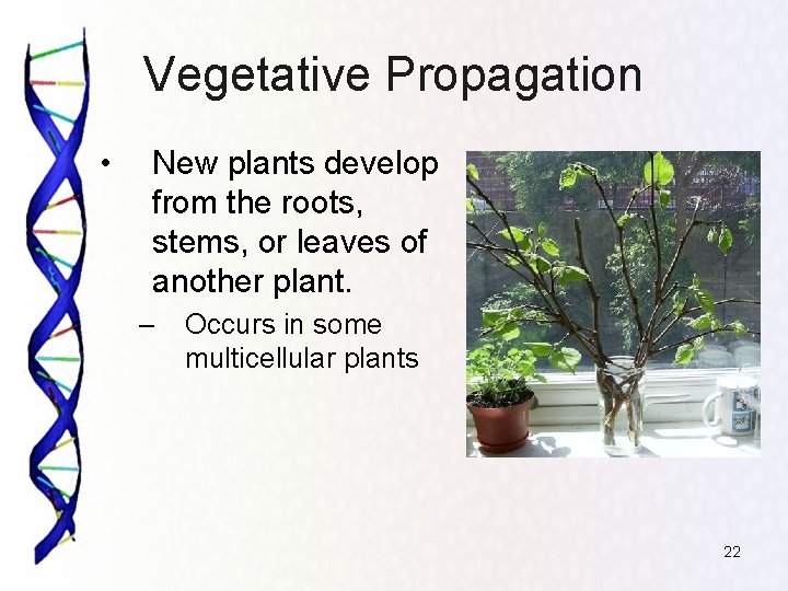 Vegetative Propagation • New plants develop from the roots, stems, or leaves of another