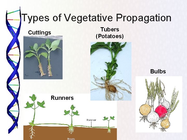 Types of Vegetative Propagation Cuttings Tubers (Potatoes) Bulbs Runners 23 