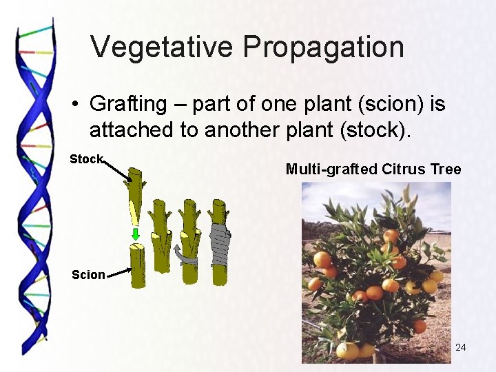 Vegetative Propagation • Grafting – part of one plant (scion) is attached to another