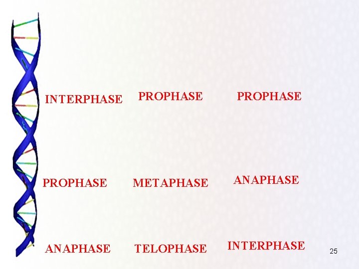 PROPHASE METAPHASE ANAPHASE TELOPHASE INTERPHASE 25 