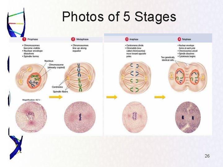 Photos of 5 Stages 26 