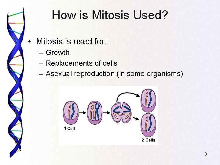 How is Mitosis Used? • Mitosis is used for: – Growth – Replacements of