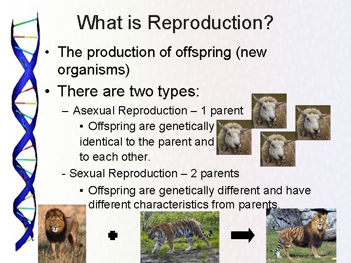 What is Reproduction? • The production of offspring (new organisms) • There are two