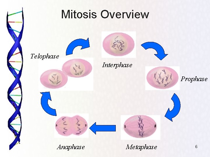 Mitosis Overview Telophase Interphase Prophase Anaphase Metaphase 6 