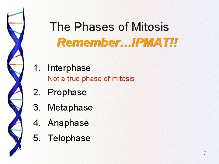 The Phases of Mitosis Remember…IPMAT!! 1. Interphase Not a true phase of mitosis 2.