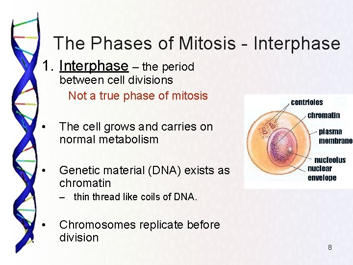 The Phases of Mitosis - Interphase 1. Interphase – the period between cell divisions