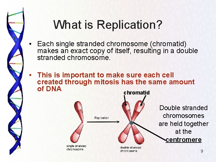 What is Replication? • Each single stranded chromosome (chromatid) makes an exact copy of