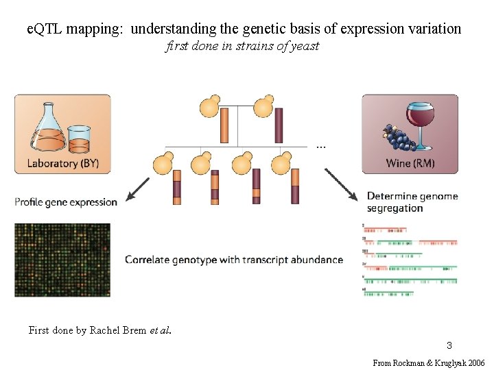 e. QTL mapping: understanding the genetic basis of expression variation first done in strains