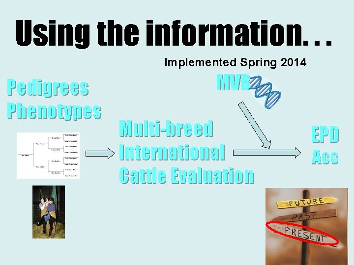 Using the information. . . Implemented Spring 2014 Pedigrees Phenotypes MVB Multi-breed International Cattle