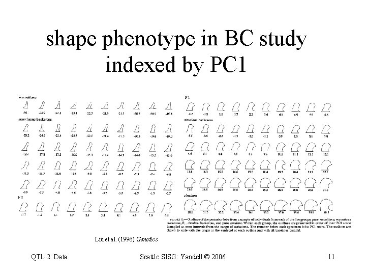 shape phenotype in BC study indexed by PC 1 Liu et al. (1996) Genetics