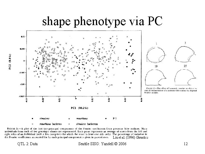 shape phenotype via PC Liu et al. (1996) Genetics QTL 2: Data Seattle SISG: