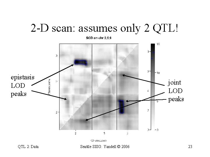 2 -D scan: assumes only 2 QTL! epistasis LOD peaks QTL 2: Data joint