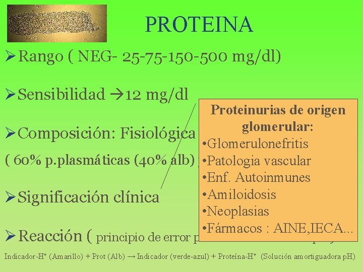 PROTEINA ØRango ( NEG- 25 -75 -150 -500 mg/dl) ØSensibilidad 12 mg/dl Proteinurias de