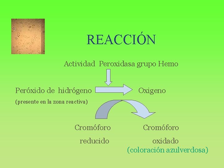 REACCIÓN Actividad Peroxidasa grupo Hemo Peróxido de hidrógeno Oxigeno (presente en la zona reactiva)