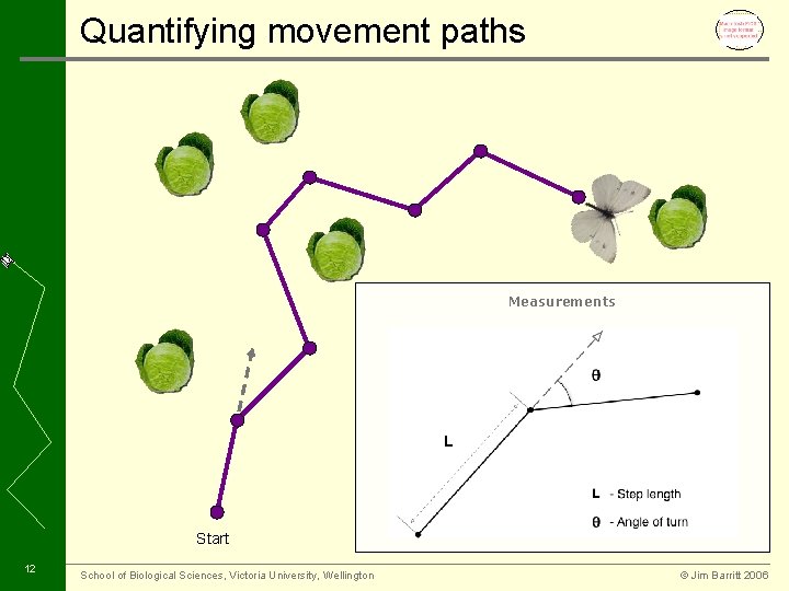 Quantifying movement paths Measurements Start 12 School of Biological Sciences, Victoria University, Wellington ©