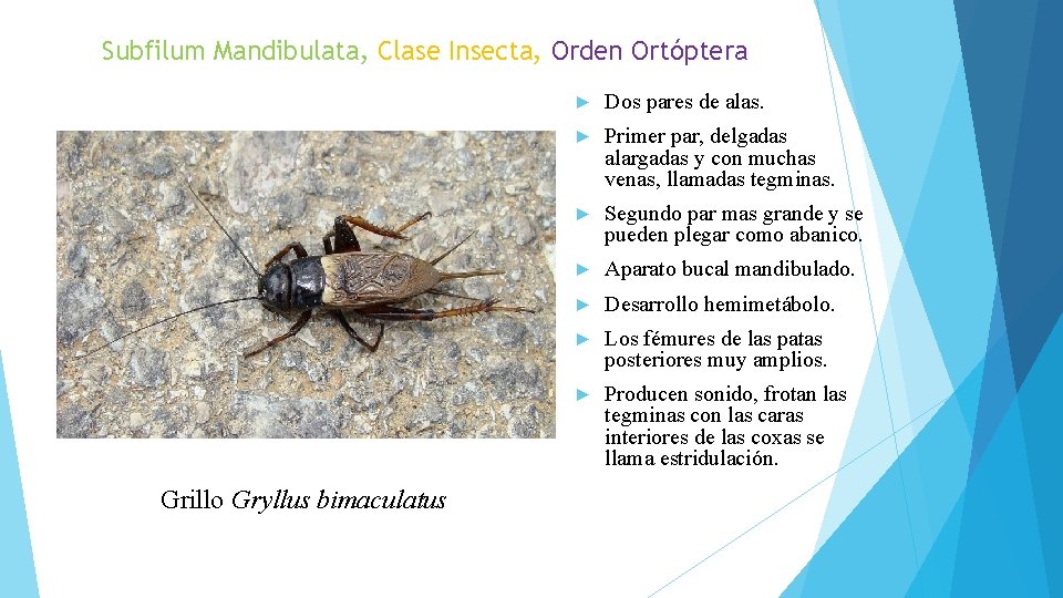 Subfilum Mandibulata, Clase Insecta, Orden Ortóptera Grillo Gryllus bimaculatus ► Dos pares de alas.