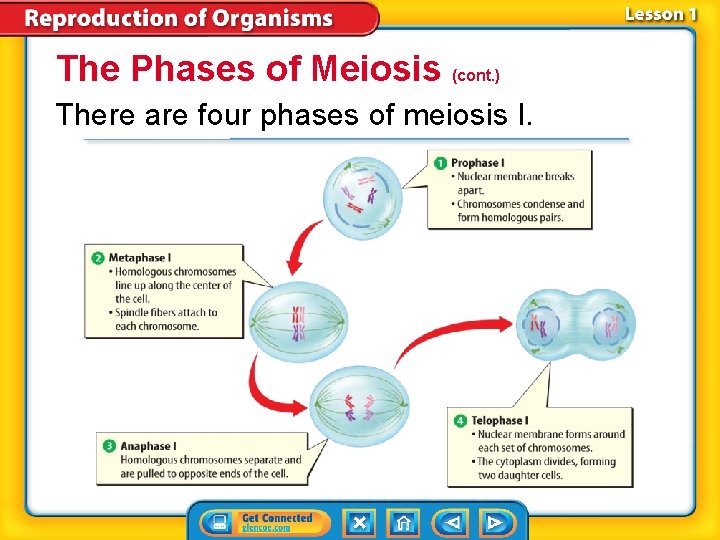 The Phases of Meiosis (cont. ) There are four phases of meiosis I. The Phases of Meiosis (cont. ) There are four phases of meiosis I.