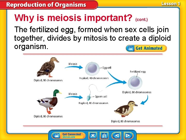 Why is meiosis important? (cont. ) The fertilized egg, formed when sex cells join Why is meiosis important? (cont. ) The fertilized egg, formed when sex cells join