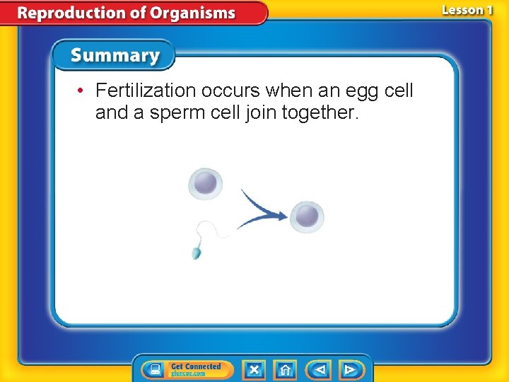 • Fertilization occurs when an egg cell and a sperm cell join together. • Fertilization occurs when an egg cell and a sperm cell join together.
