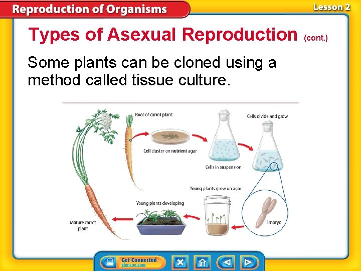 Types of Asexual Reproduction (cont. ) Some plants can be cloned using a method Types of Asexual Reproduction (cont. ) Some plants can be cloned using a method