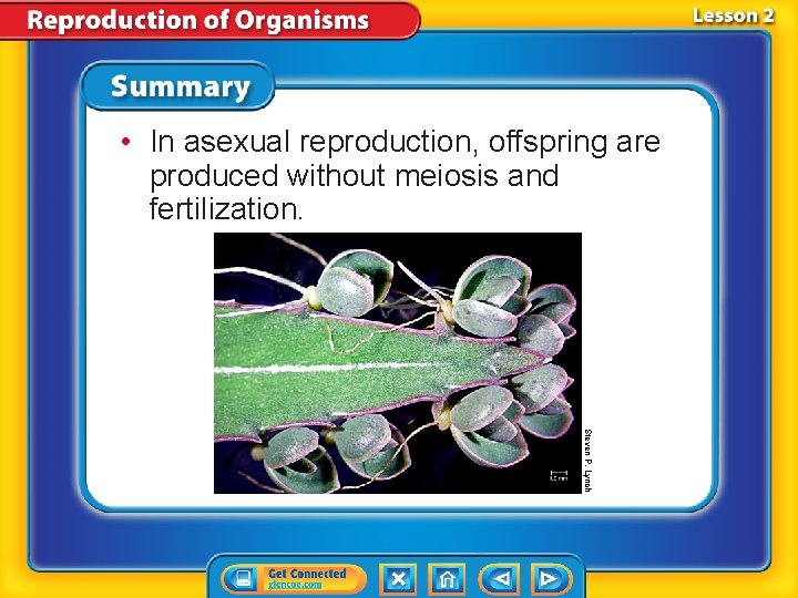 • In asexual reproduction, offspring are produced without meiosis and fertilization. Steven P. • In asexual reproduction, offspring are produced without meiosis and fertilization. Steven P.