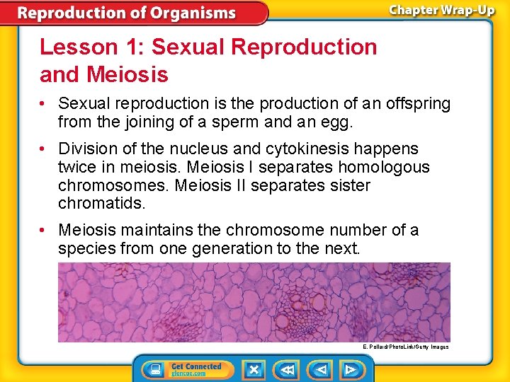 Lesson 1: Sexual Reproduction and Meiosis • Sexual reproduction is the production of an Lesson 1: Sexual Reproduction and Meiosis • Sexual reproduction is the production of an