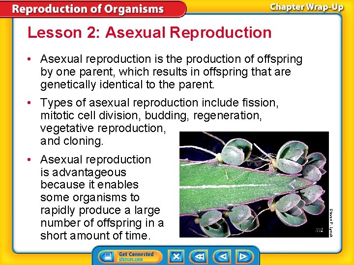 Lesson 2: Asexual Reproduction • Asexual reproduction is the production of offspring by one Lesson 2: Asexual Reproduction • Asexual reproduction is the production of offspring by one