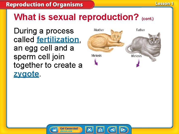 What is sexual reproduction? (cont. ) During a process called fertilization, an egg cell What is sexual reproduction? (cont. ) During a process called fertilization, an egg cell