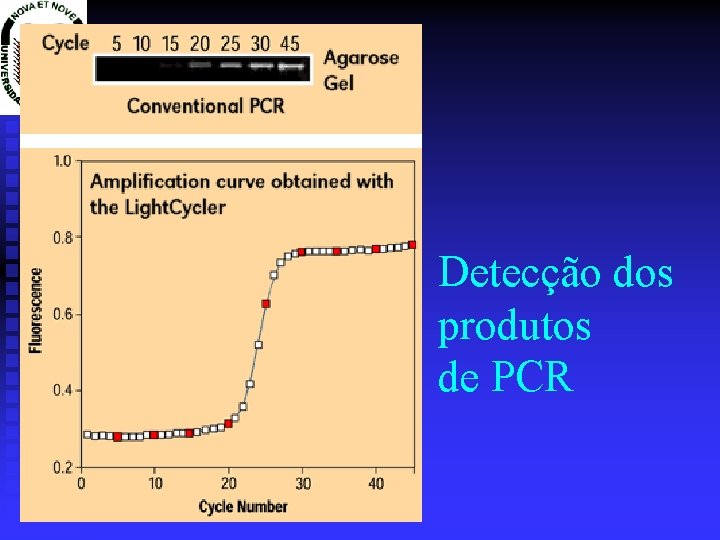 Detecção dos produtos de PCR 