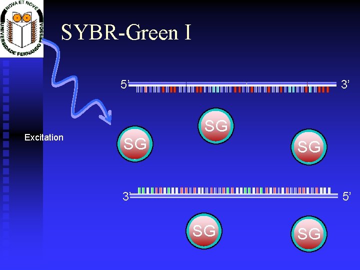 SYBR-Green I 3’ 5’ Excitation SG SG SG 3’ 5’ SG SG 