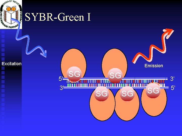 SYBR-Green I Excitation Emission 5’ 3’ SG SG SG 3’ 5’ 