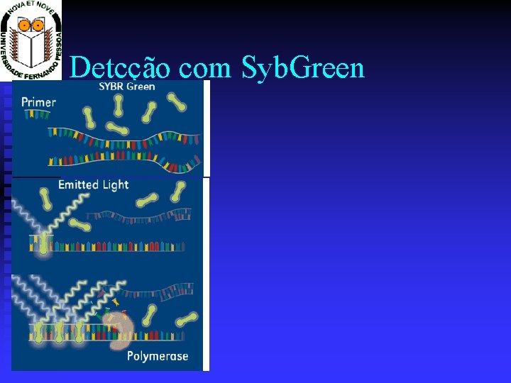 Detcção com Syb. Green 