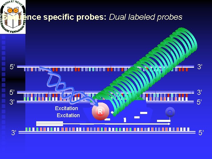 Sequence specific probes: Dual labeled probes 5’ 3’ 3’ 5’ RR R 3’ Excitation